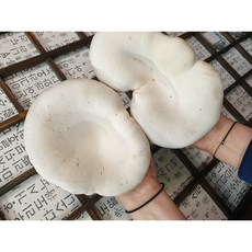 화랑농원 무농약 설원버섯 황제버섯, 1박스, 1.6kg 내외