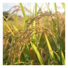 25년 햅쌀 철원 오대쌀 20kg