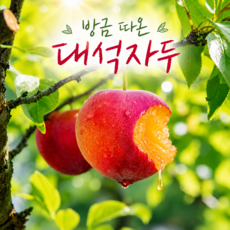 [100박스한정] 여름의시작 꿀당도 햇 대석자두, 1박스, 1kg-대과