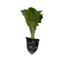 조촌육묘장 안전포장 아삭한 청로메인 상추 모종, 32개