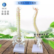 골반뼈모형 척추 교육용 의료교구 모형, A. 세로 - 45CM 척추, 1개