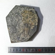 고생물 화석 표본 세트 실물 모형 전시 수집 자연학습 관찰 자료, 10