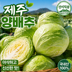 제주도 양배추 산지직송 국내산 신선 아삭 양배추 (개당 1kg내외), 1박스, 5kg