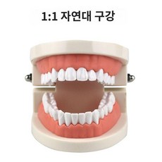 치아모형 이빨모형 모델 구강 교육용 임플란트 충치 덴티폼 칫솔질 입모형, A. 실제크기