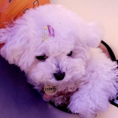 [찜토리] 강아지 머리핀 사각 똑딱핀 5P 강아지삔 애견핀 말티즈 미간핀, 1개, 상세페이지 참조