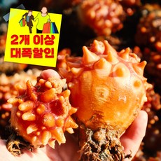 생물 햇멍게 꽃멍게 싱싱한 통영 자연산 활멍게 당일조업 직송, 1개, 2kg