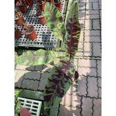 霏霏園藝 香蕉盆栽 5吋盆, 1個