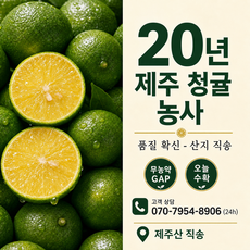 제주 청귤 풋귤 로얄과, 1박스, 3kg 로얄과