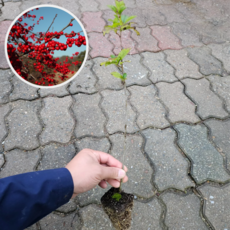 낙상홍 1년 플러그묘 낙산홍