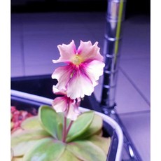 補蟲堇 P.'Razzberry Blonde' 金髮樹莓 食蟲植物, 1個, 1.5~2.5公分