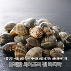 [다정한수산물] 국산 생물 활 왕바지락, 1박스, 1kg