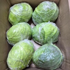 청정 제주도 친환경 양배추 겉잎제거 수축포장 특품, 1박스, 3kg