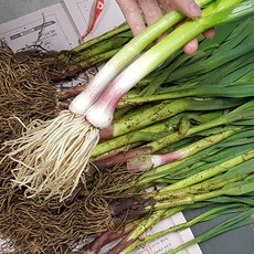 햇 풋마늘 마늘대 잎마늘 1kg 장아찌, 1개, 풋마늘 2단(4kg 내외)