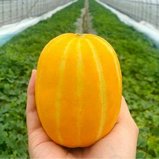 26년 첫수확 꿀 참외 가정용 2월 9일 예약발송, 1박스, 참외 가정용 / 3kg / 혼합과
