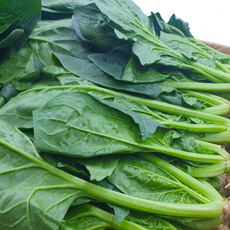 신선하고 아삭한 국내산 제철 시금치 300g, 1개