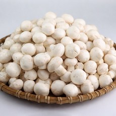 양송이버섯 500g 1~2인 가족용 당일수확 산지직송, 꼬꼬마 양송이500g