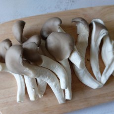 농장직송 손질 느타리버섯 새송이버섯 경남 의령 당일수확발송, 1개, 느타리버섯 하품 2kg