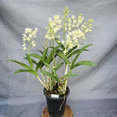 화이트실키/향기있음/개화함, 1개