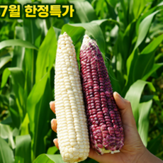 26년도 첫 수확 쫀득쪽득한 강원도 찰옥수수 16-22cm이상, 1박스, 찰옥수수(미백)5개