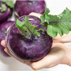 [2대째콜라비만] 더좋은 콜라비 국내산 당일수확, 1개, 1kg