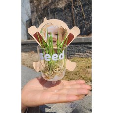 식목일 보리새싹키우기 식목일행사 어린이집 유치원행사 식목일키트 과학영역, 1세트