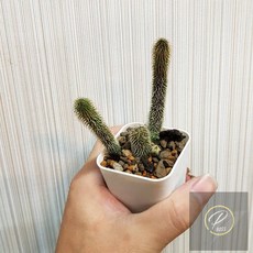 P老闆園藝 毛戎角蘿摩 蘿摩科 多肉植物