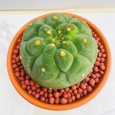 산아래 다육이 기선옥 선인장 화분 식물 꽃 생명력 카페꾸미기 장식 공기정화 전자파차단 희귀식물 선물 부모님선물 특이한식물 리톱스 다육, 1개