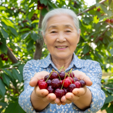 기간한정세일 고당도 과즙팡팡 체리, 1개, 500g
