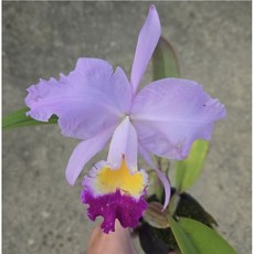 嘉德麗雅蘭路德香花交配實生苗/2.5吋盆栽/開花株大小/新手推薦/陽台盆栽, 1個