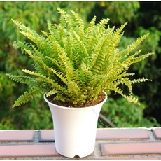 花樣渼栽盆栽生活館 波士頓腎蕨 (4寸) (室內清淨空氣盆栽) 室內植物 觀葉植物, 1個