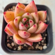 [수암다육] 골드와인 랜덤발송 Echeveria 'Gold Wine' 랜덤발송 다육 다육이 다육식물 506, 1개