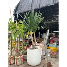 霏霏園藝龍血樹 高度含盆120-140公分 專車送到家 輕鬆享受綠意生活, 1個