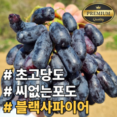 [초고당도] 씨없는 달콤한과육 블랙사파이어 가지포도, 1개, 500g