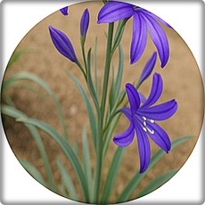 익시올리리온 타타리쿰 시베리아 백합 Ixiolirion 알뿌리화초 구근 한포기꽃 취미 봄철화단 대량주문 내고, 1개