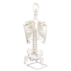 흉곽 늑골 뼈 교구 갈비뼈 신체 흉추 모형 상반신 해부학, 흰색