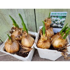 (떡잎상가) 귀해~ 화이트미니수선화 알많아~ 월동짱잘해!!, 1개, 사진참조