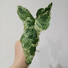 모히또 싱고니움, 1개