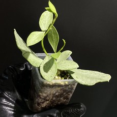 호야 말리 실버 동일품배송