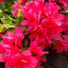 목하원예조경 아잘레아 아비오 아젤리아 포트 묘목 봄꽃 관목 정원조경 왜성철쭉 나무 노지월동