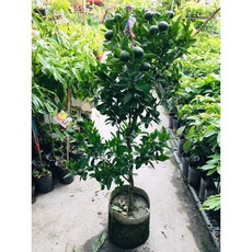 霏霏園藝 茂谷柑盆栽，8吋盆，冬季落葉，春季開花結果, 1個