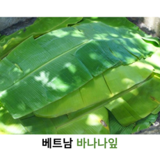 베트남 생 바나나잎 1kg 5kg 10kg 가정용 업소용 대용량 샬롯 동남아식재료 바나나 리프 바나나 생잎, 1개