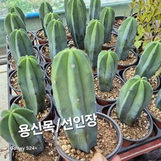 용신목/기둥선인, 5개, 용신목/기둥선인장