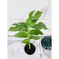 히메 몬스테라 미니 몬스테라 라피도포라 테트라스퍼마 Rhaphidophora tetrasperma, 1개