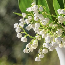 [LS 앱솔루트 오일] N16 릴리 오브 더 밸리 : 뮤게 (Lily of the valley : Muguet) 10ml, 1개, 연한노랑