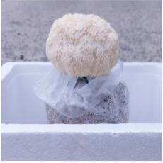 드림버섯농장 노루궁뎅이버섯키우기 키트, 4개