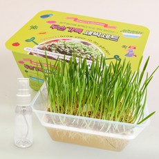 SKFARM 두손가득 새싹 키우기 세트 새싹보리 씨앗 캣글라스 분무기 포함, 2세트