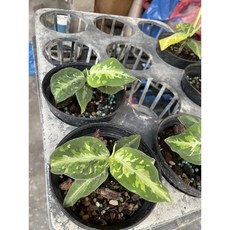 霏霏園藝 迷彩初樂草, 1個