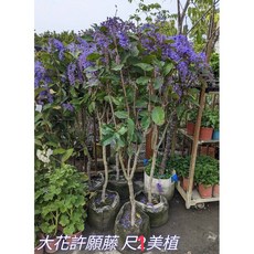 霏霏園藝大花許願藤 1尺吋美植 高度100公分 8吋盆栽 仿真植物, 7-8吋盆高100公分以上1200元, 1個