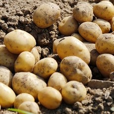 강원도 포근포근 두백 씨감자 10KG 종자 모종