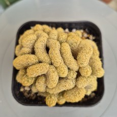 Mammillaria elongated Cristata 황금사철화 선인장 뇌 선인장, 1개